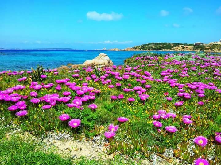 Sweet Home La Maddalena Ла-Маддалена Екстер'єр фото